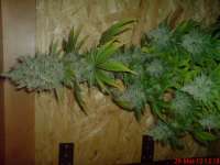 Imagen de JAHJAHChildren (Blue Cheese)