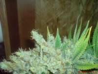 Imagen de JAHJAHChildren (Blue Cheese)