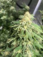 Big Buddha Seeds Cheese - foto de goldgrows