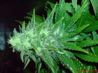 Big Buddha Seeds Cheesy Dick - foto de JAHJAHChildren