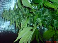 Big Buddha Seeds Cheesy Dick - foto de JAHJAHChildren