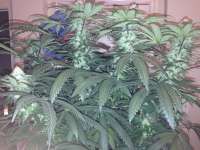 Big Buddha Seeds L.A. Cheese - foto de Potanist