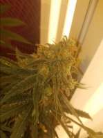 Big Head Seeds Dogstar Dawg - foto de LGMR5