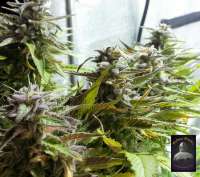 Imagen de lovekush (BlueG)