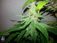 Bigdogs Seeds Collection ChocoDurban - foto de admin