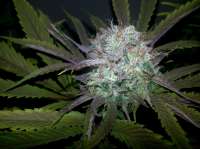 Bigdogs Seeds Collection Gonzo #2 BX1 - foto de lovekush