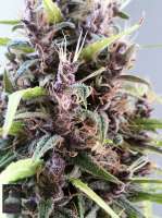 Bigdogs Seeds Collection Lady Durban - foto de admin