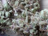 Bigdogs Seeds Collection Lady Durban - foto de admin