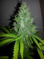 Bigdogs Seeds Collection Panoramix - foto de lovekush