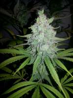 Bigdogs Seeds Collection Panoramix - foto de lovekush