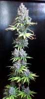 Bigdogs Seeds Collection Silver Moon - foto de admin