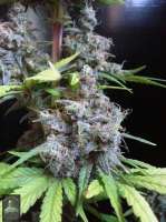 Bigdogs Seeds Collection Silver Moon - foto de admin