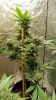 Imagen de Vapeman (97BlueMoonshine x Purple Northern Lights Nr5)