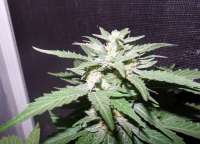 Black Skull Seeds Diesel Matic - foto de cheifyc