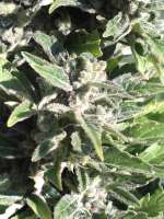 Blim Burn Seeds AK Automatic - foto de sharp