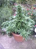 Blim Burn Seeds AK Automatic - foto de sharp