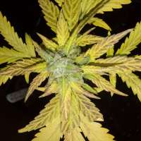 Blim Burn Seeds Black Mamba Auto CBD - foto de Wiji30