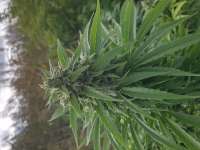 Blim Burn Seeds Gelato - foto de Grunewelt