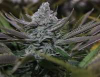 Blim Burn Seeds Granddaddy Purple - foto de Tombstonex