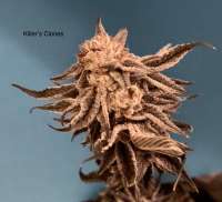 Blim Burn Seeds Oreoz - foto de KillersClones