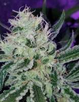 Blim Burn Seeds Santa Muerte - foto de Tzolkin