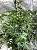 Blim Burn Seeds Sweety Automatic - foto de Premiumshasteen