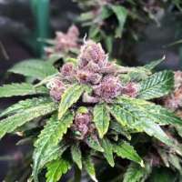 Blind Rooster Seeds Mother Of Berry (MOB) - foto de JoeDirt