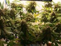 Bob Marley Seeds Auto Gagarin - foto de Gerald999