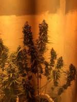 Bob Marley Seeds Auto Gagarin - foto de GoThuran