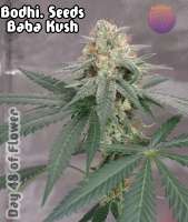 Bodhi Seeds Baba Kush - foto de 420meowmeowmeow