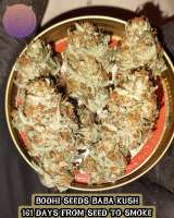 Bodhi Seeds Baba Kush - foto de 420meowmeowmeow