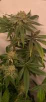 Bodhi Seeds Black Triangle - foto de Wolfmans