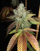 Bodhi Seeds Black Triangle - foto de pupilfam