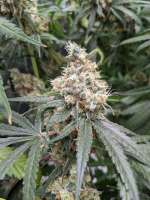 Bodhi Seeds Blue Sunshine - foto de southernsativa