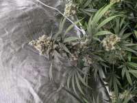 Bodhi Seeds Blue Sunshine - foto de southernsativa