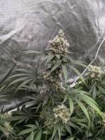 Bodhi Seeds Blue Sunshine - foto de southernsativa