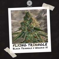 Bodhi Seeds Flying Triangle - foto de Whippysloth