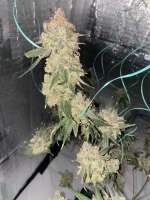 Bodhi Seeds Granola Funk - foto de Jeremy710