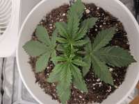 Bodhi Seeds Jungle Spice - foto de Growinghermit