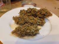 Bodhi Seeds Lavender Jack - foto de VAhomegrown