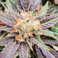 Imagen de LunarGenetics (Lavender Jack)