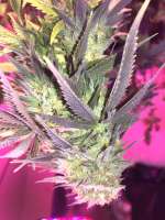 Bodhi Seeds Lazy Lightning - foto de Feralridge