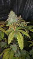 Bodhi Seeds Soul Food - foto de 420meowmeowmeow