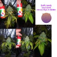 Bodhi Seeds Soul Food - foto de 420meowmeowmeow