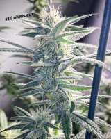 Bodhi Seeds Sunshine Daydream - foto de Ohmslaw