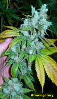 Bodhi Seeds Sunshine Daydream - foto de growingcrazy