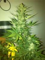 Bomb Seeds Auto Bomb - foto de Naggi