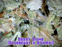 Bomb Seeds Berry Bomb - foto de Justin108
