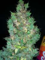 Bomb Seeds Cherry Bomb Auto - foto de lee1969