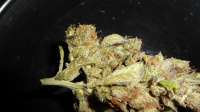 Bomb Seeds Gorilla Bomb - foto de TOPcat123nigel